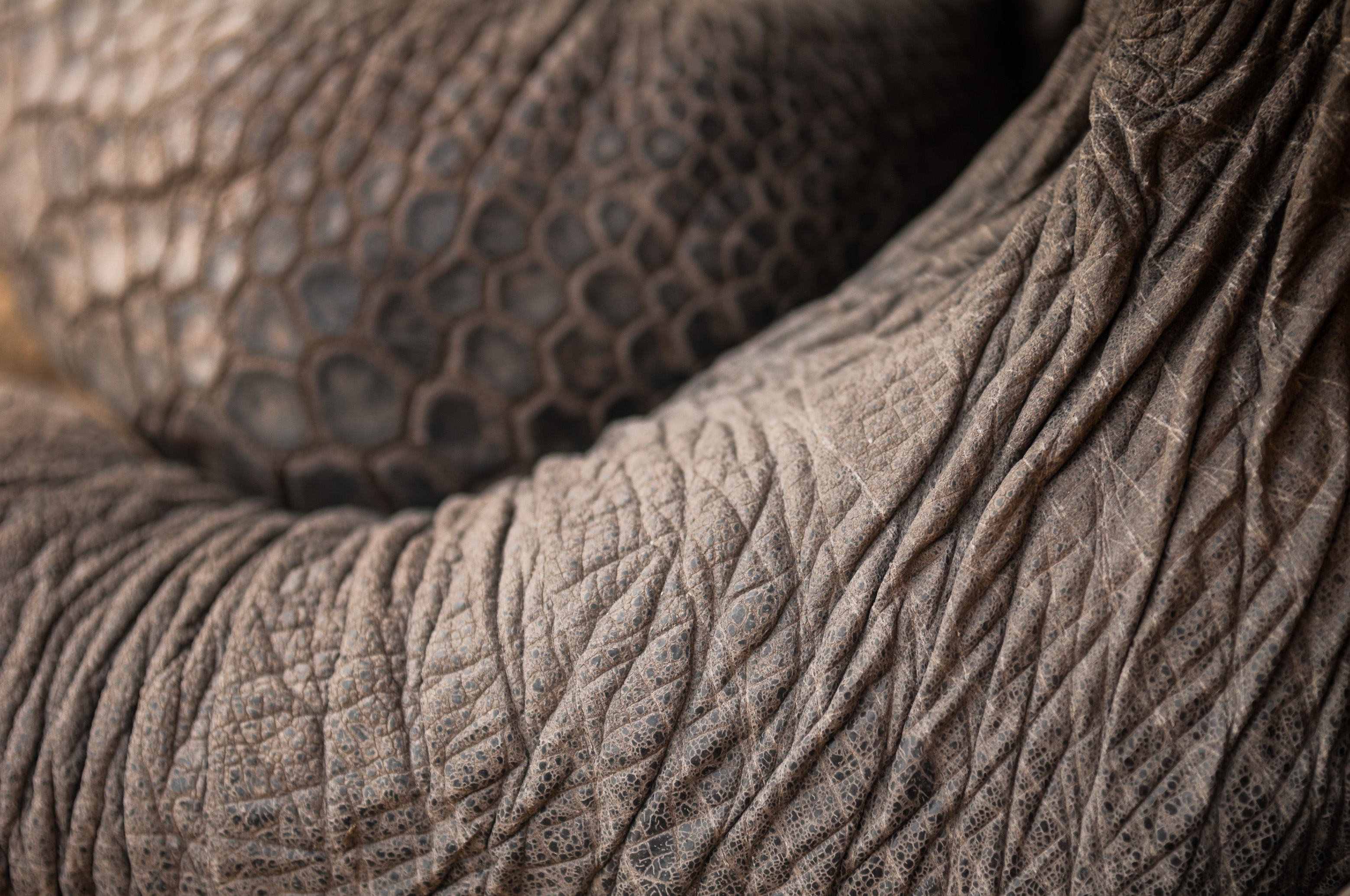 Seychelles, océan Indien, île de Silhouette, détail du cou d'une tortue terrestre géante des Seychelles (Aldabrachelys gigantea) endémique // Seychelles, Indian Ocean, Silhouette Island, detail of the neck of a giant tortoise of the Seychelles (Aldabrachelys gigantea) endemic
