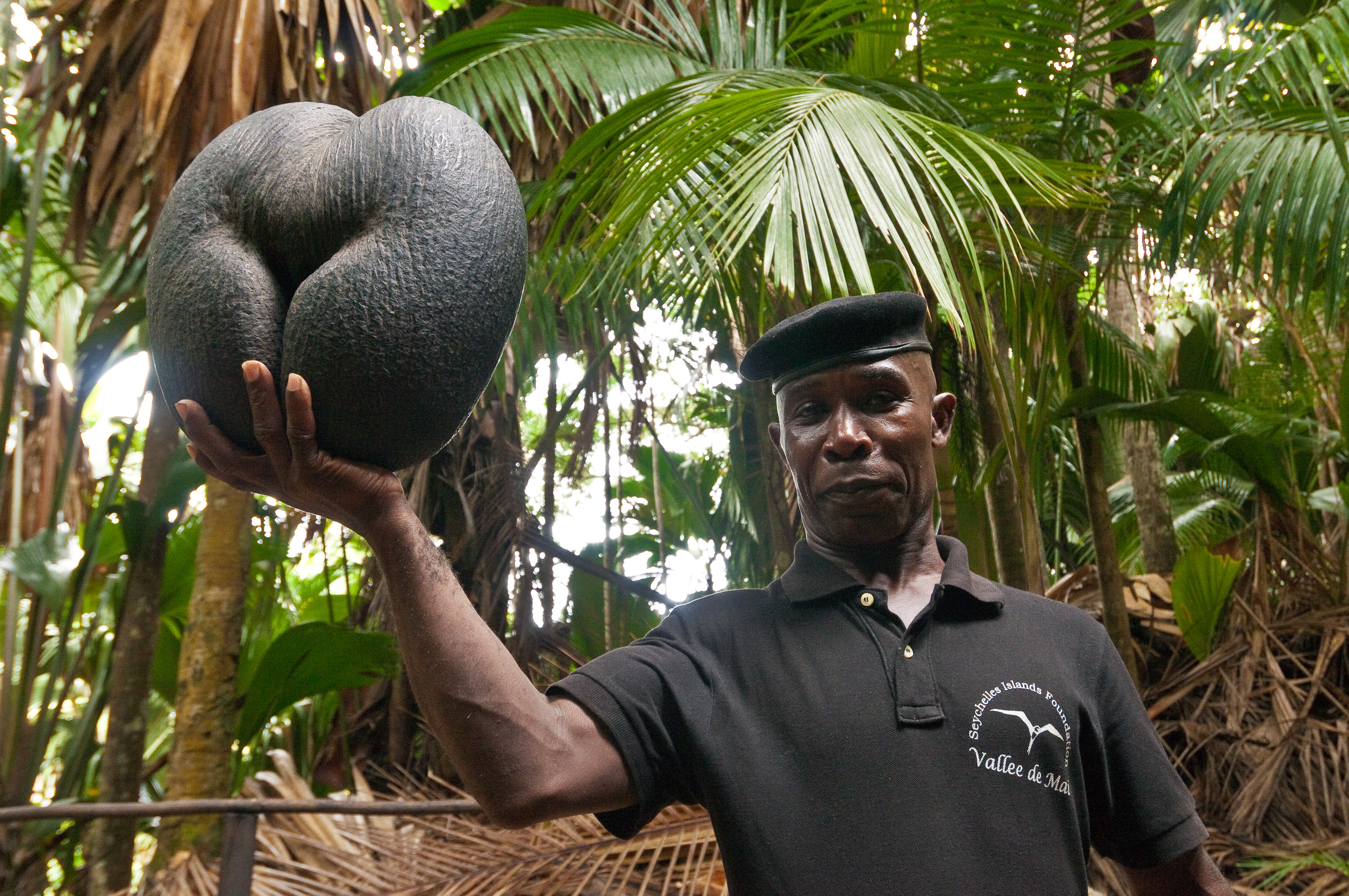 Andréa Radegonde, garde forestier à la Vallée de Mai, patrouille tous les jours, plusieurs fois par jour, dans le Parc National à la recherche des cocos de mer tombées à terre. Il les cache sous les palmes sèches géantes des cocotiers de mer, en attendant que les field workers les ramènent au bureau de la SIF lors de leurs rondes de collecte, chaque lundi matin. Andréa est là pour lutter contre le braconnage et le vol de cocos de mer (recherchées pour leur chair dont 1kg sec peut se vendre 30 dollars sur le marché asiatique, servant ensuite d'ingrédient pour la médecine traditionnelle chinoise). Il porte ici une noix d'environ 10 kg.