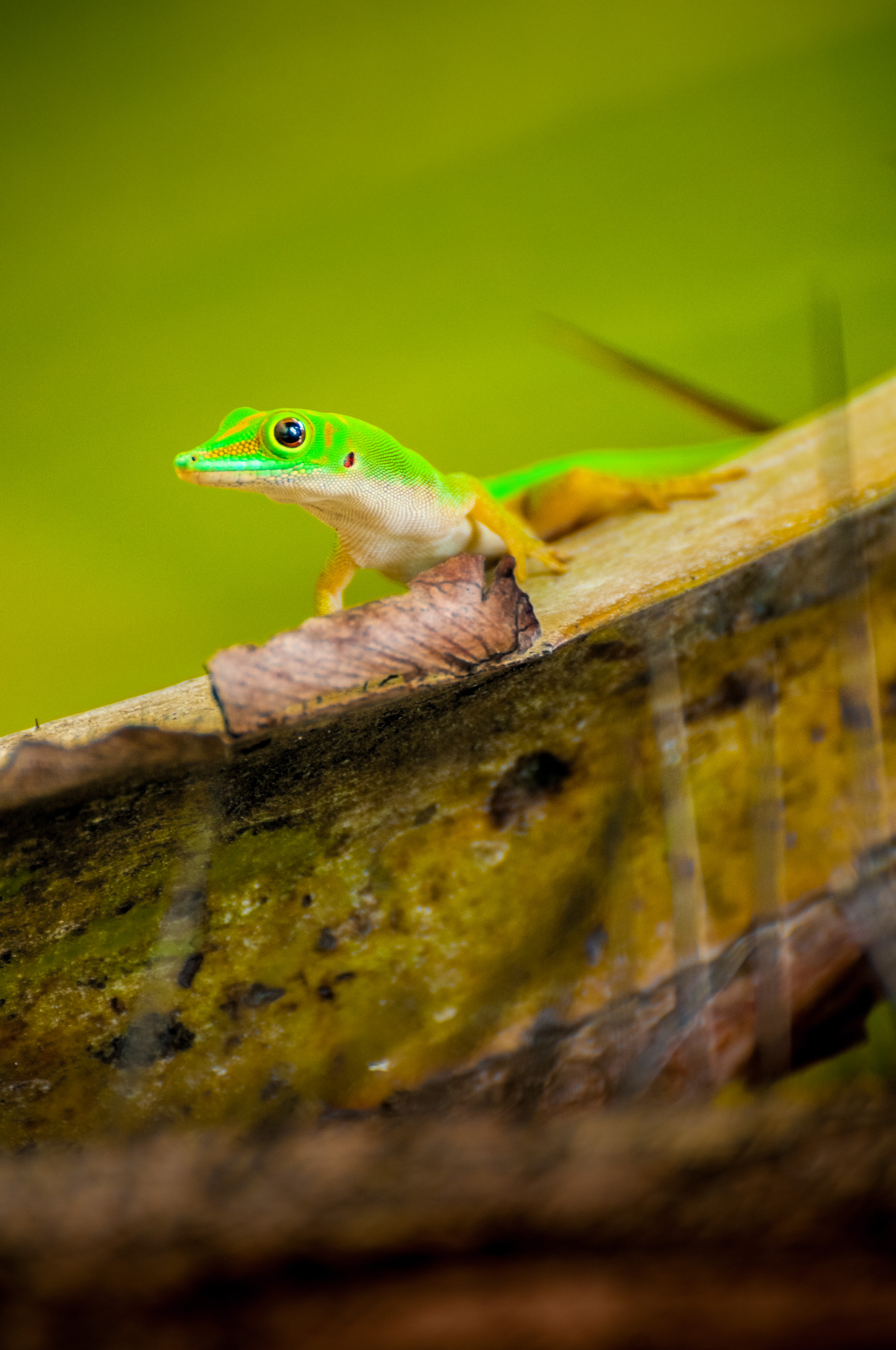 Seychelles, océan Indien, île de Praslin, Parc national de la Vallée de Mai inscrite au patrimoine mondial de l'Humanité par l'Unesco, Gecko vert des Seychelles (Phelsuma astriata astriata) sur une palme de cocotier de mer (Lodoicea maldivica), endémique, PR non // Seychelles, Indian Ocean, island of Praslin, Vallée de Mai National Park, Unesco World Heritage area, Seychelles Green Gecko (Phelsuma astriata astriata) on a coco de mer palm (Lodoicea maldivica) endemic, PR no