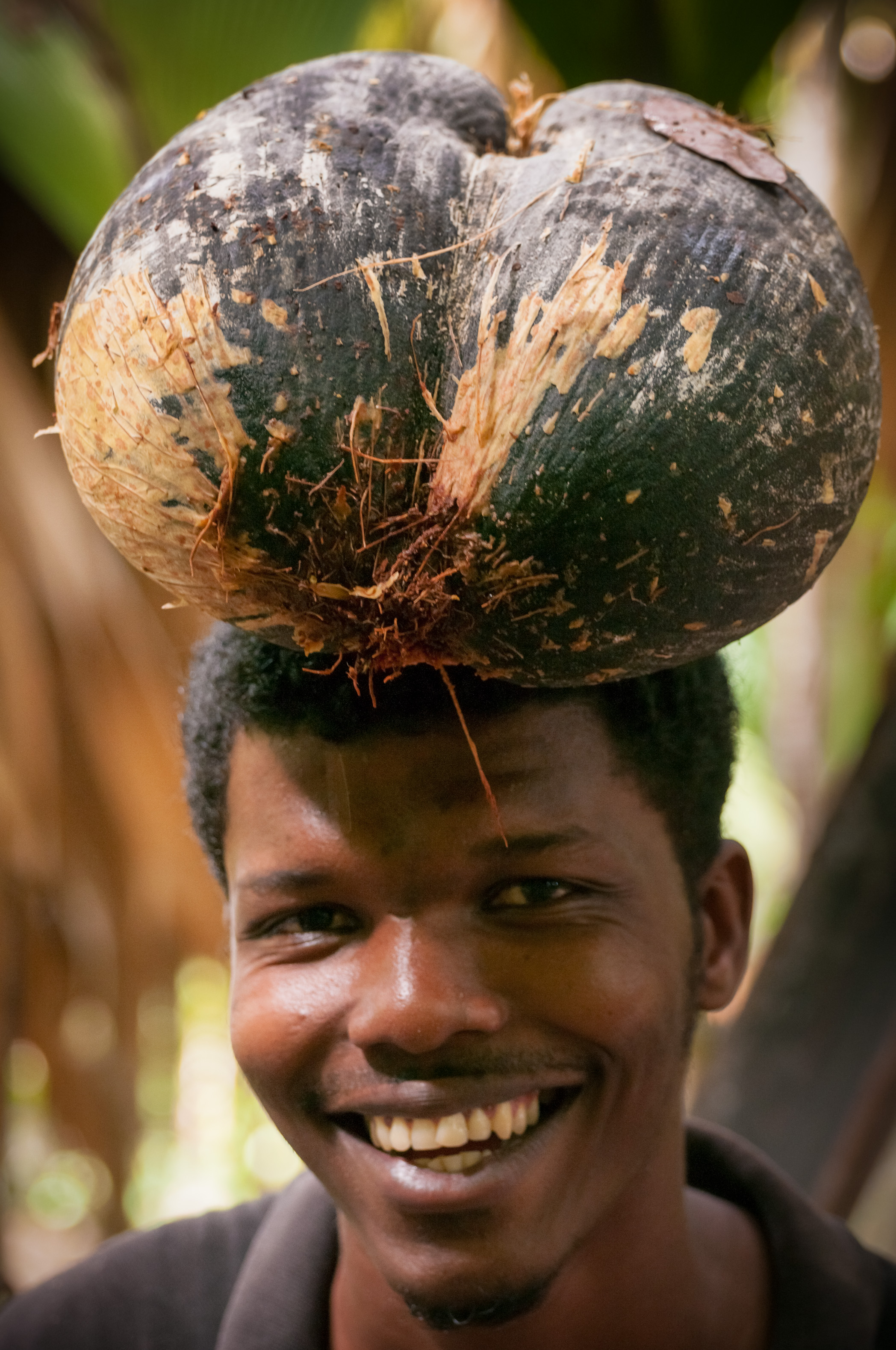 Seychelles, océan Indien, île de Praslin, Parc national de la Vallée de Mai inscrite au patrimoine mondial de l'Humanité par l'Unesco, portrait de Daniel JESSY, garde forestier, portant une coco de mer endémique (Lodoicea maldivica) sur la tête lors de sa collecte, MR-PR non // Seychelles, Indian Ocean, island of Praslin, Vallée de Mai National Park, Unesco World Heritage area, portrait of Daniel JESSY, ranger, carrying an endemic coco de mer (Lodoicea maldivica) on the head upon collection, MR-PR no