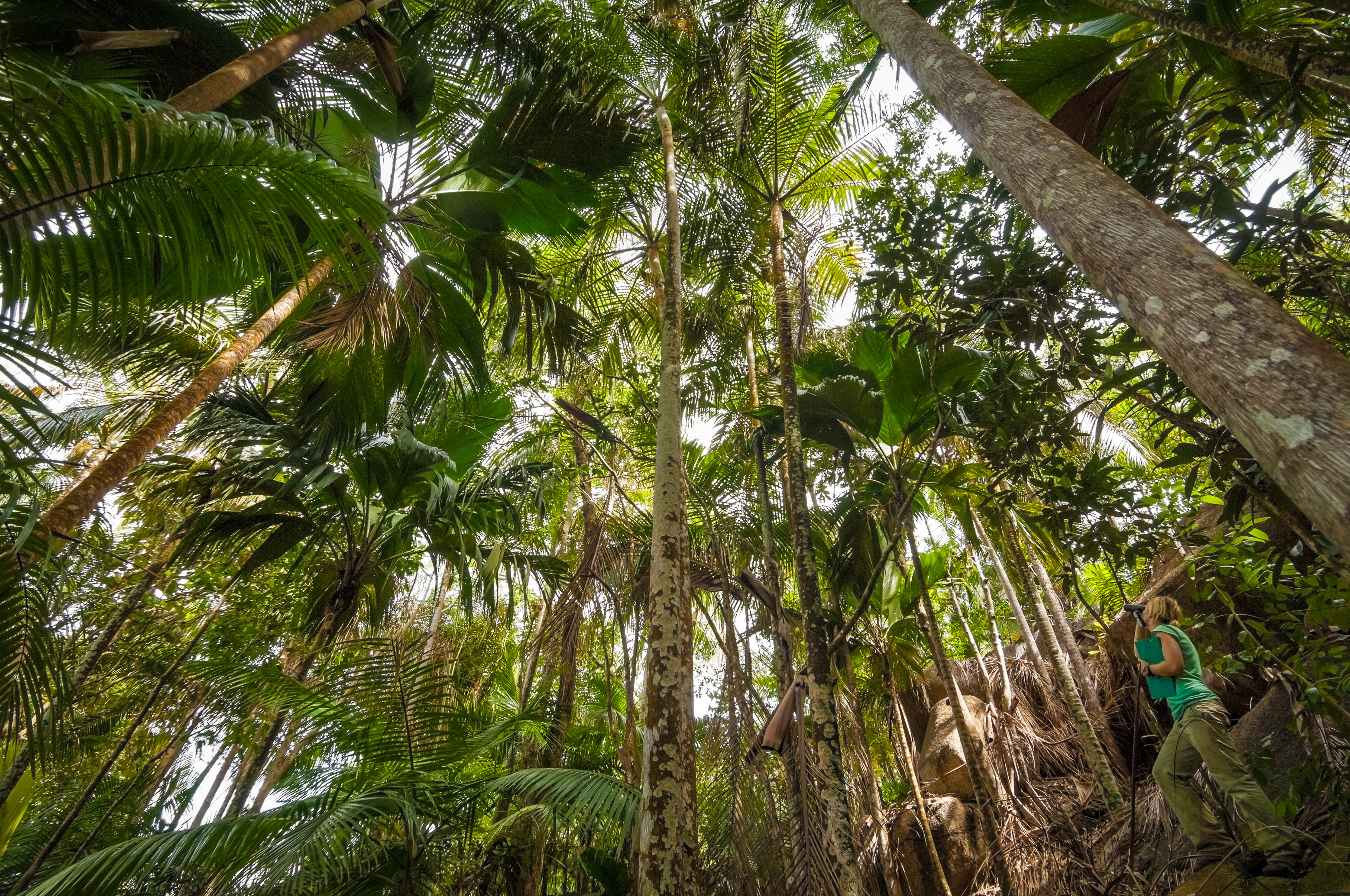 Seychelles, océan Indien, île de Praslin, Parc national de la Vallée de Mai inscrite au patrimoine mondial de l'Humanité par l'Unesco, Tammy NOBLE, herpétologue de l'université d'East Anglia, observant les geckos verts des Seychelles (Phelsuma astriata astriata), MR-PR non // Seychelles, Indian Ocean, island of Praslin, Vallée de Mai National Park, Unesco World Heritage area, Tammy NOBLE, herpetologist at the University of East Anglia, observing the Seychelles Green geckos (Phelsuma astriata astriata), MR-PR no