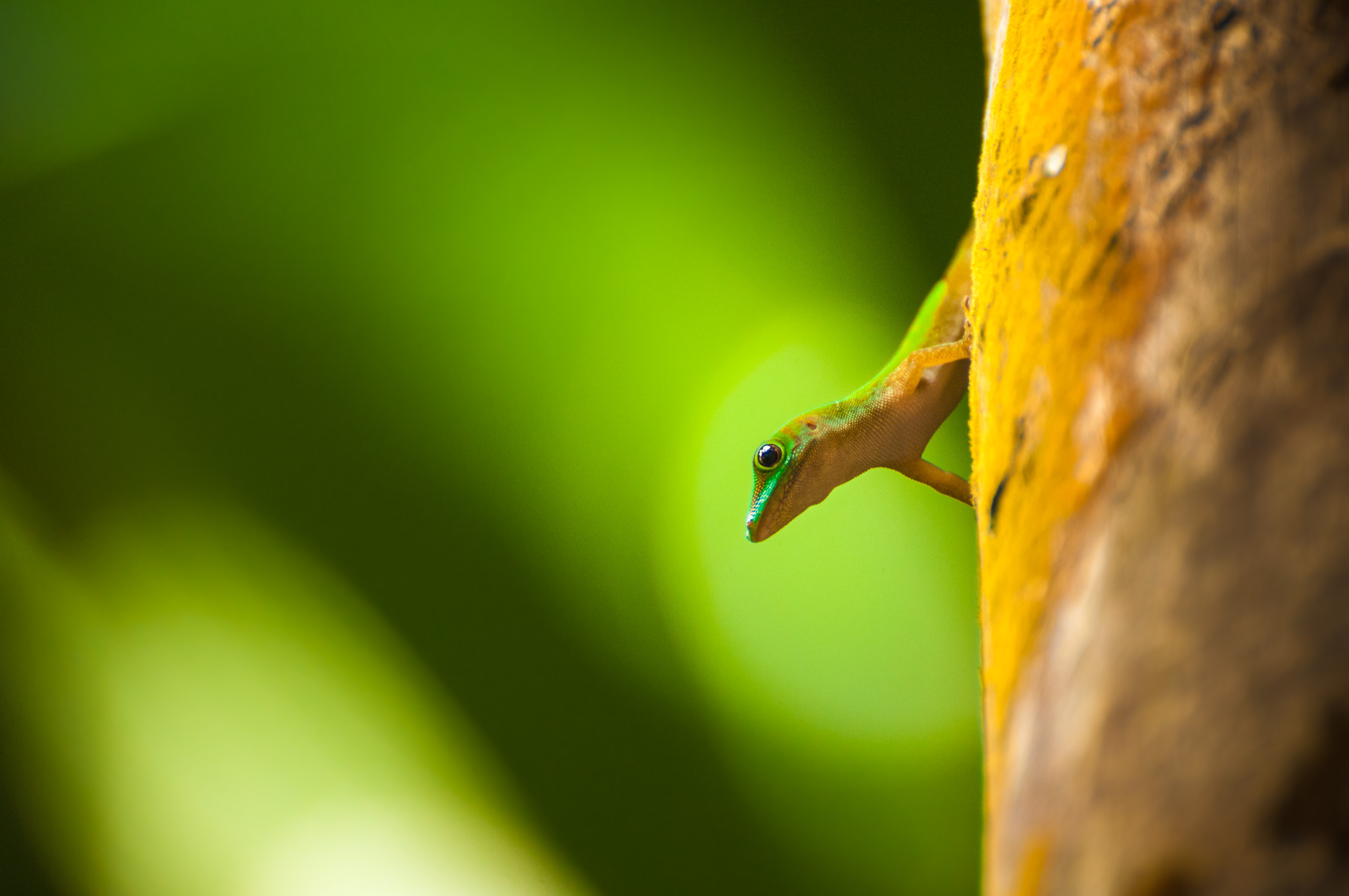 Seychelles, océan Indien, île de Praslin, Parc national de la Vallée de Mai inscrite au patrimoine mondial de l'Humanité par l'Unesco, Gecko vert des Seychelles (Phelsuma astriata astriata), PR non // Seychelles, Indian Ocean, island of Praslin, Vallée de Mai National Park, Unesco World Heritage area, Seychelles Green Gecko (Phelsuma astriata astriata), PR no