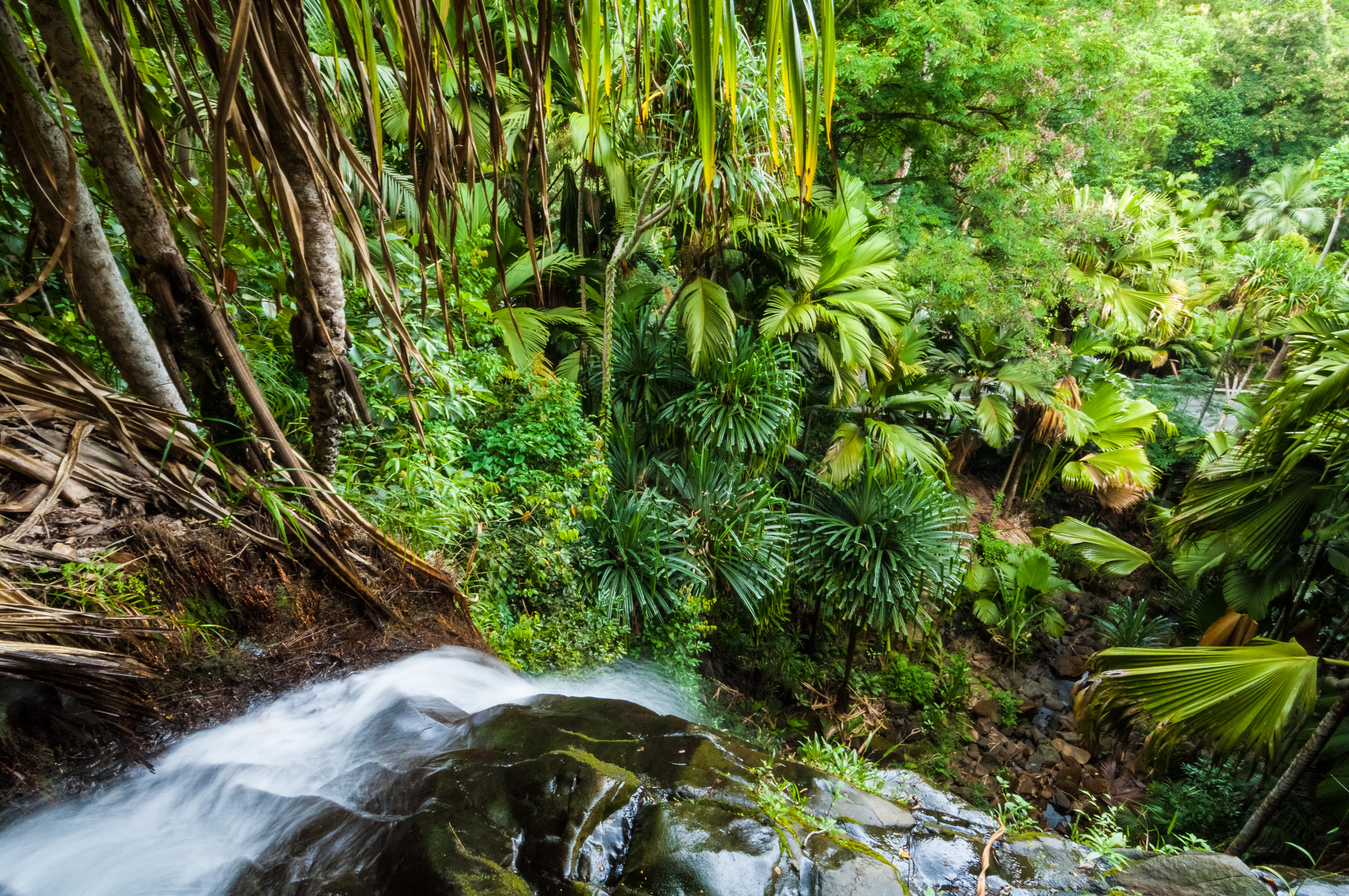 Seychelles, océan Indien, île de Praslin, Parc national de la Vallée de Mai inscrite au patrimoine mondial de l'Humanité par l'Unesco, vue plongeante sur le sous-bois tropical depuis le haut de la cascade, PR non // Seychelles, Indian Ocean, island of Praslin, Vallée de Mai National Park, Unesco World Heritage area, view overlooking the tropical undergrowth from the top of the waterfall, PR no