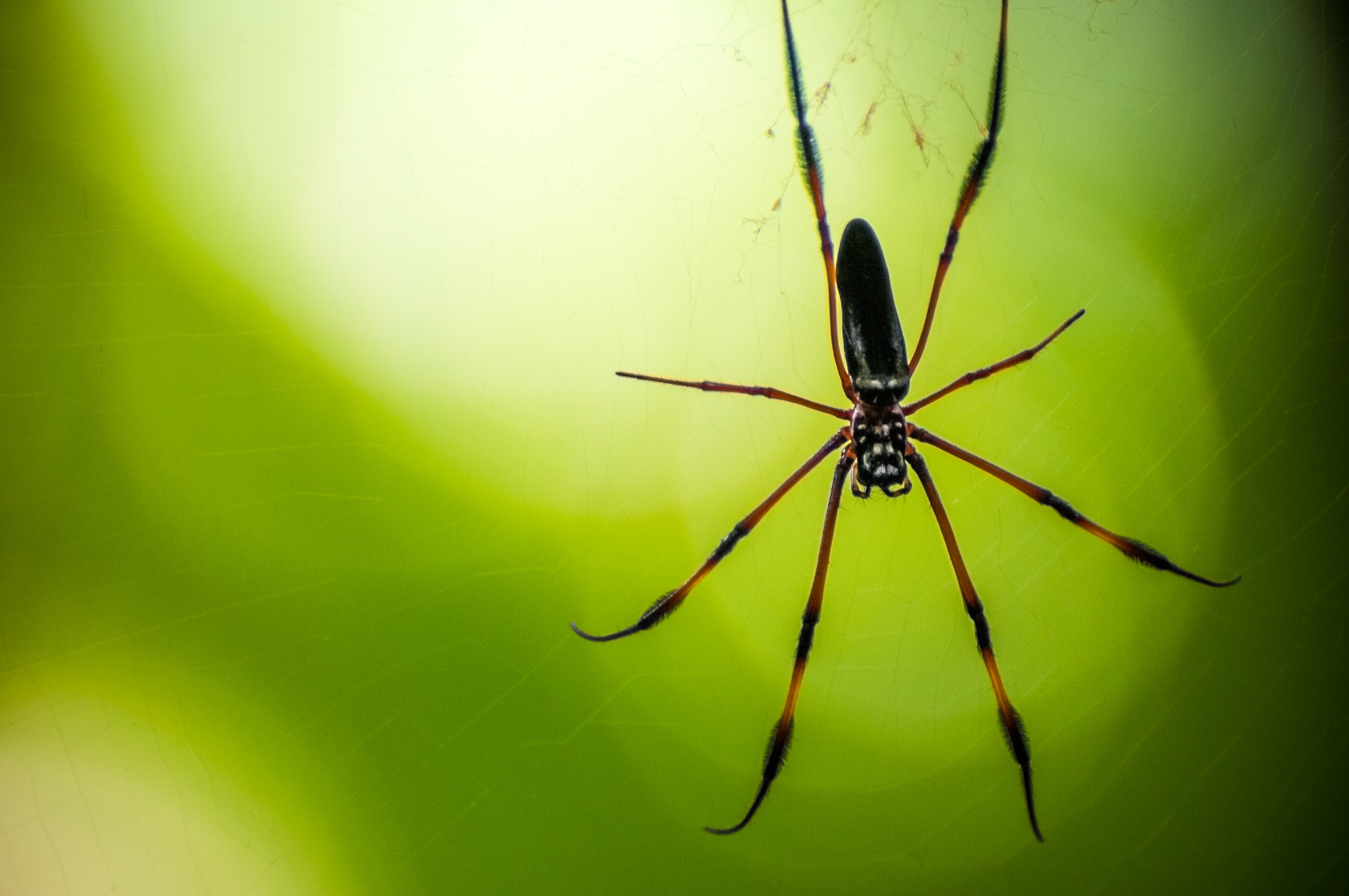 Seychelles, océan Indien, île de Praslin, araignée des Seychelles (Nephila inaurata) // Seychelles, Indian Ocean, island of Praslin, Seychelles spider (Nephila inaurata)