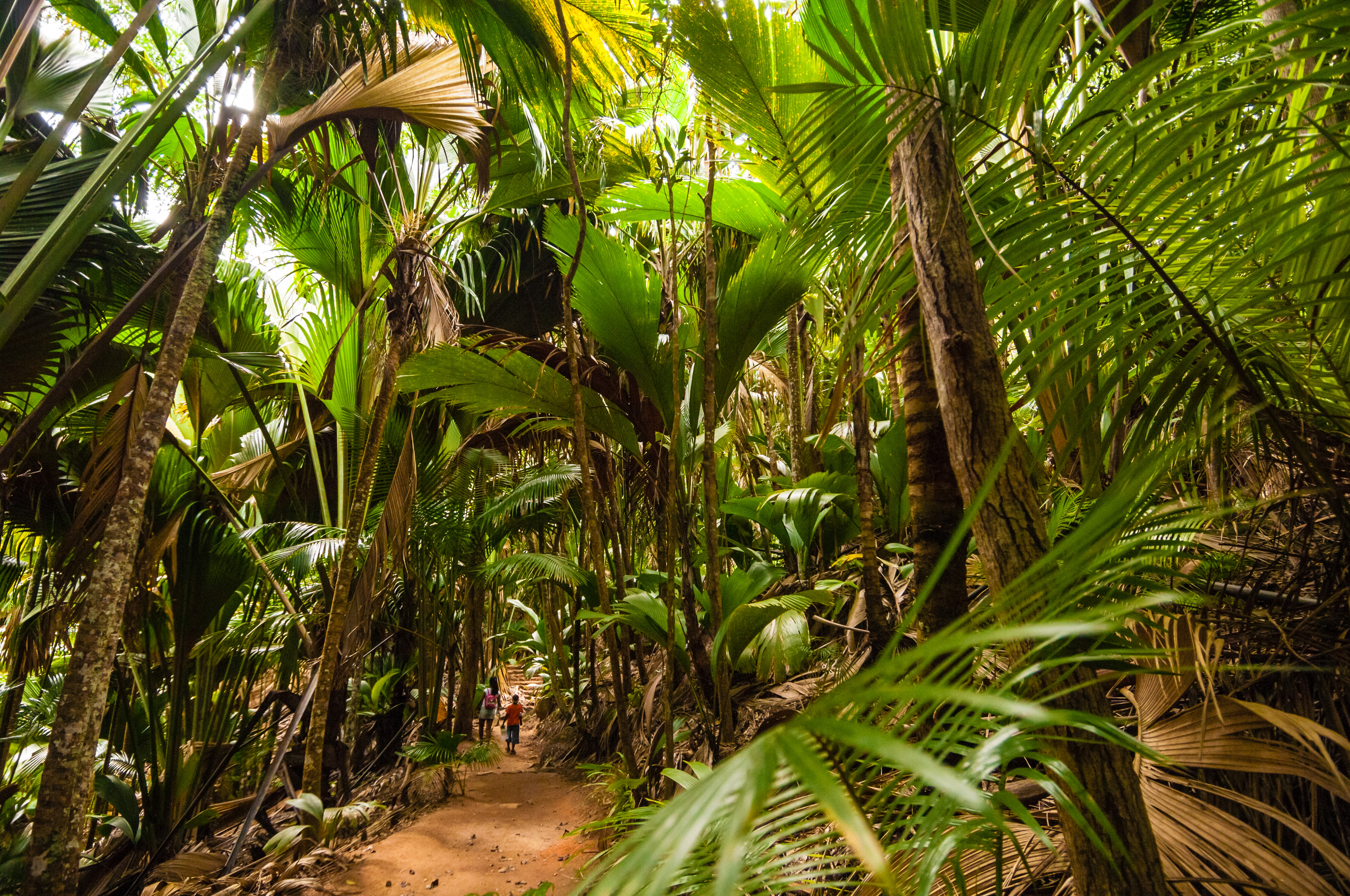Seychelles, océan Indien, île de Praslin, Parc national de la Vallée de Mai inscrite au patrimoine mondial de l'Humanité par l'Unesco, promenade sur les sentiers traversant le sous-bois tropical, PR non // Seychelles, Indian Ocean, island of Praslin, Vallée de Mai National Park, Unesco World Heritage area, walk on the trails through the tropical undergrowth, PR no