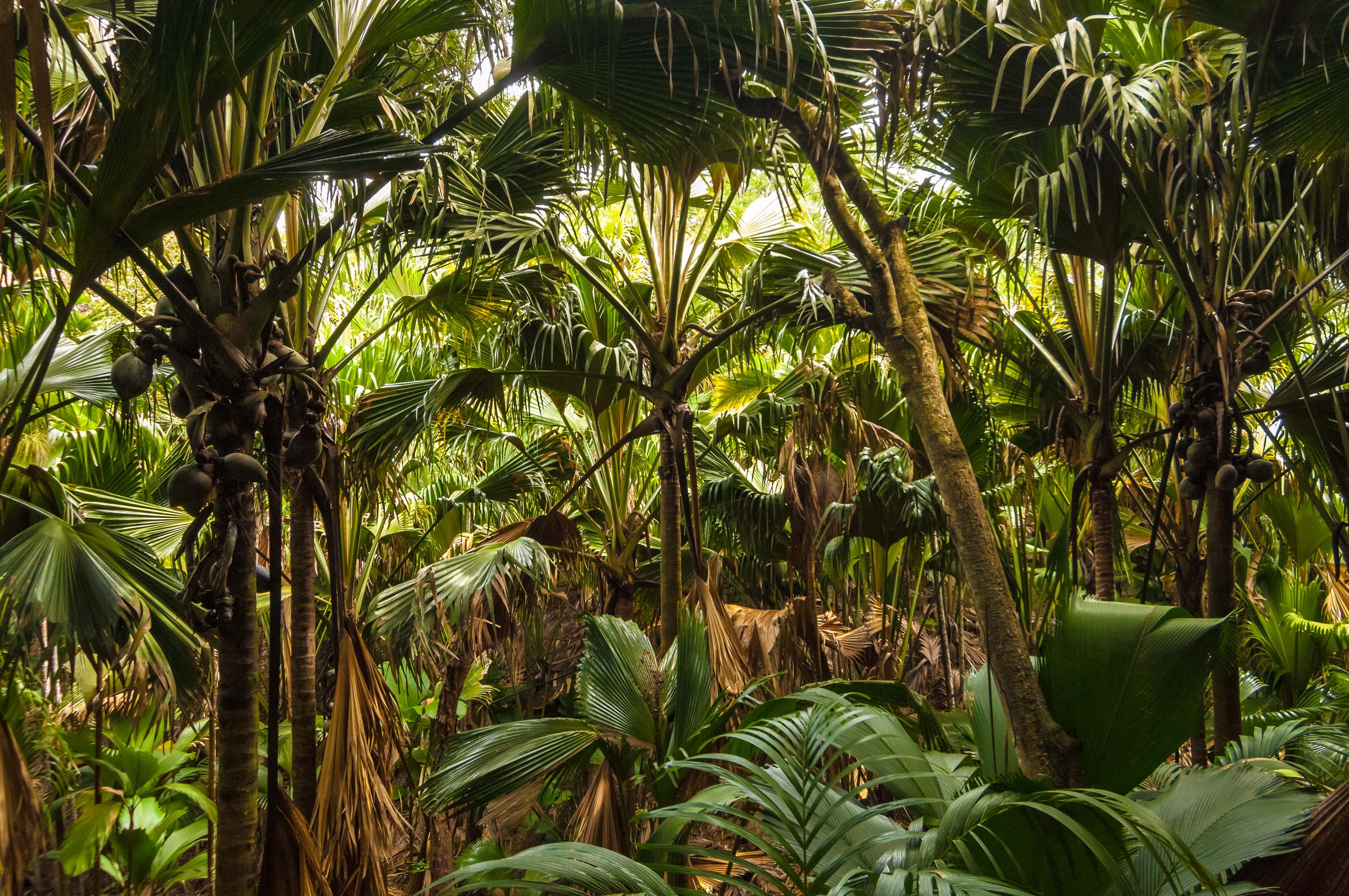 Seychelles, océan Indien, île de Praslin, Parc national de la Vallée de Mai inscrite au patrimoine mondial de l'Humanité par l'Unesco, sous-bois tropical de cocotiers de mer endémiques (Lodoicea maldivica), PR non // Seychelles, Indian Ocean, island of Praslin, Vallée de Mai National Park, Unesco World Heritage area, tropical underwoods of endemic coco de mer trees (Lodoicea maldivica), PR no