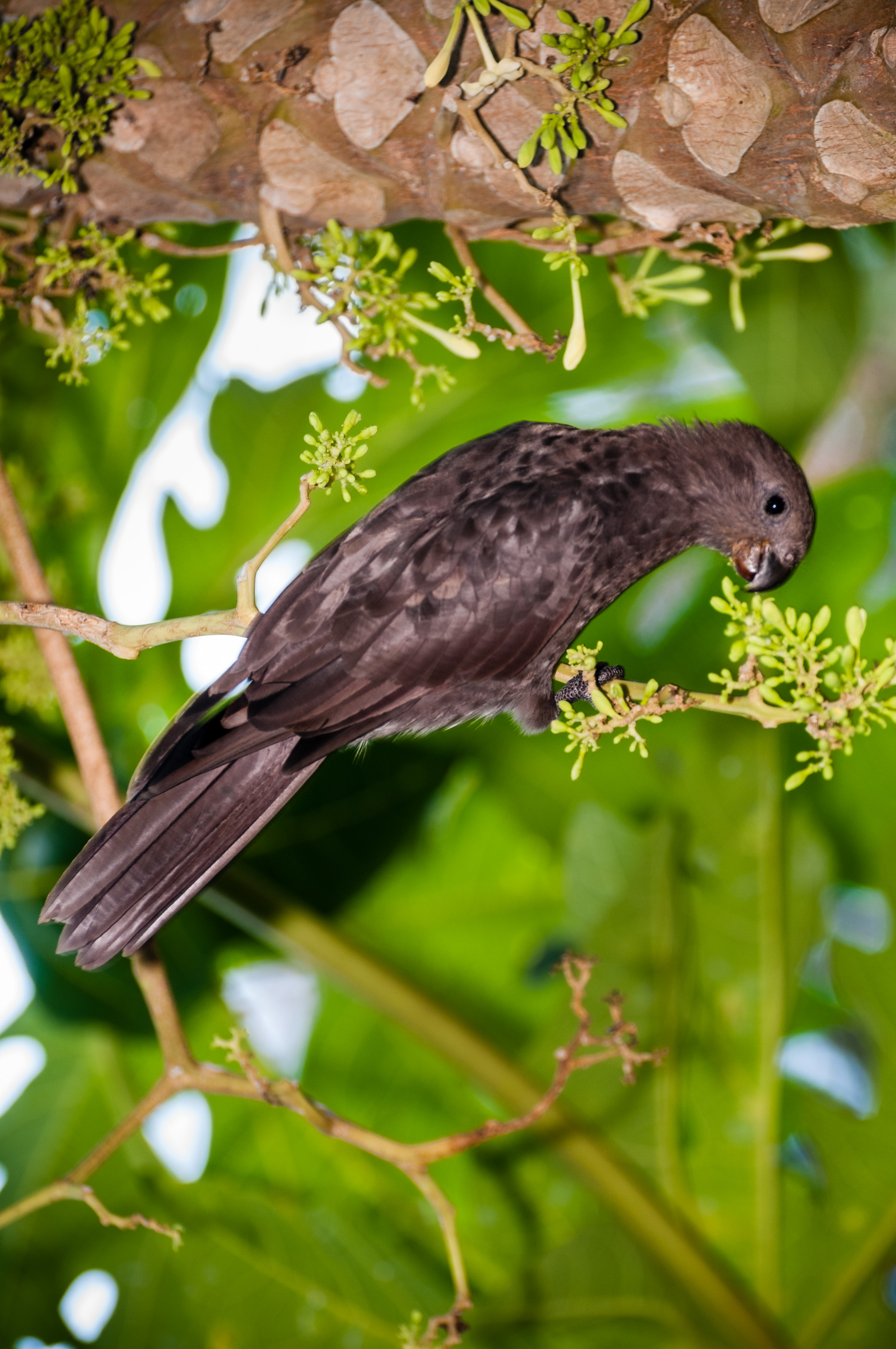 Seychelles, océan Indien, île de Praslin, Parc national de la Vallée de Mai inscrite au patrimoine mondial de l'Humanité par l'Unesco, Perroquet noir endémique (Coracopsis (nigra) barklyi) ou kato nwar (Créole) rare et en danger d'extinction, PR non // Seychelles, Indian Ocean, island of Praslin, Vallée de Mai National Park, Unesco World Heritage area, endemic black Parrot (Coracopsis (nigra) barklyi) rare and endangered, PR no
