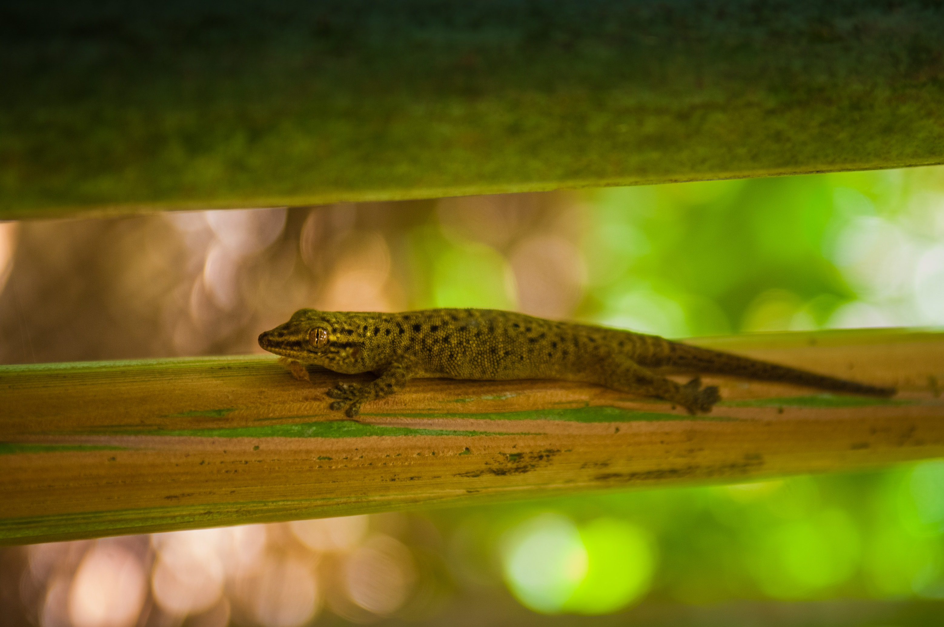 Seychelles, océan Indien, île de Praslin, Parc national de la Vallée de Mai inscrite au patrimoine mondial de l'Humanité par l'Unesco, Gecko bronze des Seychelles (Ailuronyx seychellensis) sur une jeune branche de cocotier de mer (Lodoicea maldivica), PR non // Seychelles, Indian Ocean, island of Praslin, Vallée de Mai National Park, Unesco World Heritage area, Seychelles bronze gecko (Seychelles Bronze Gecko) on a branch of a young coco de mer tree (Lodoicea maldivica), PR no