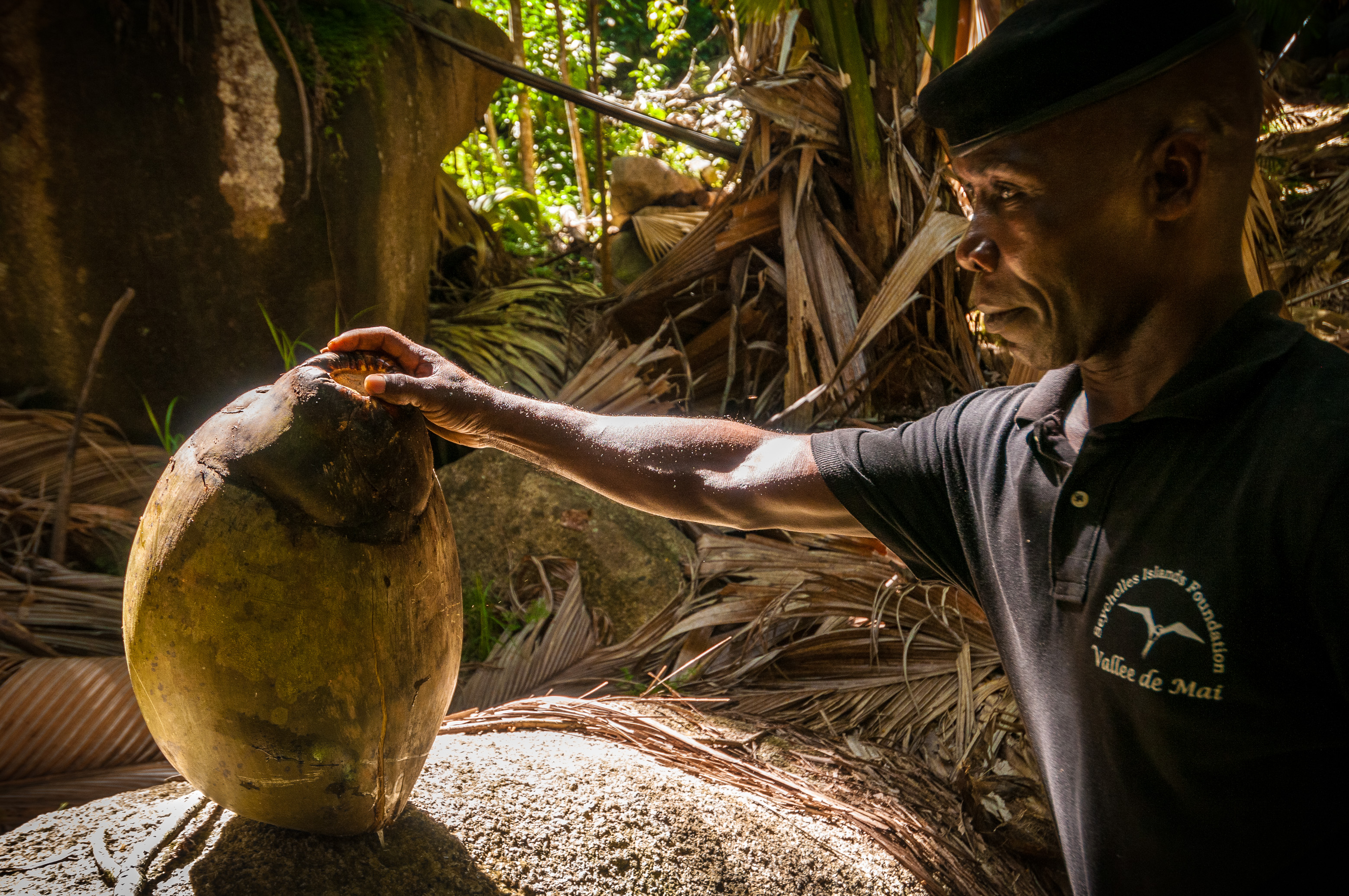 Andréa Radegonde, garde forestier à la Vallée de Mai, patrouille tous les jours, plusieurs fois par jour, dans le Parc National à la recherche des cocos de mer tombées à terre. Il les cache sous les palmes sèches géantes des cocotiers de mer, en attendant que les field workers les ramènent au bureau de la SIF lors de leurs rondes de collecte, chaque lundi matin. Andréa est là pour lutter contre le braconnage et le vol de cocos de mer (recherchées pour leur chair dont 1kg sec peut se vendre 30 dollars sur le marché asiatique, servant ensuite d'ingrédient pour la médecine traditionnelle chinoise). Il ouvre ici à la main une noix d'environ 15 kg pour en retirer la fibre protectrice car seule la noix est collectée par les field workers.