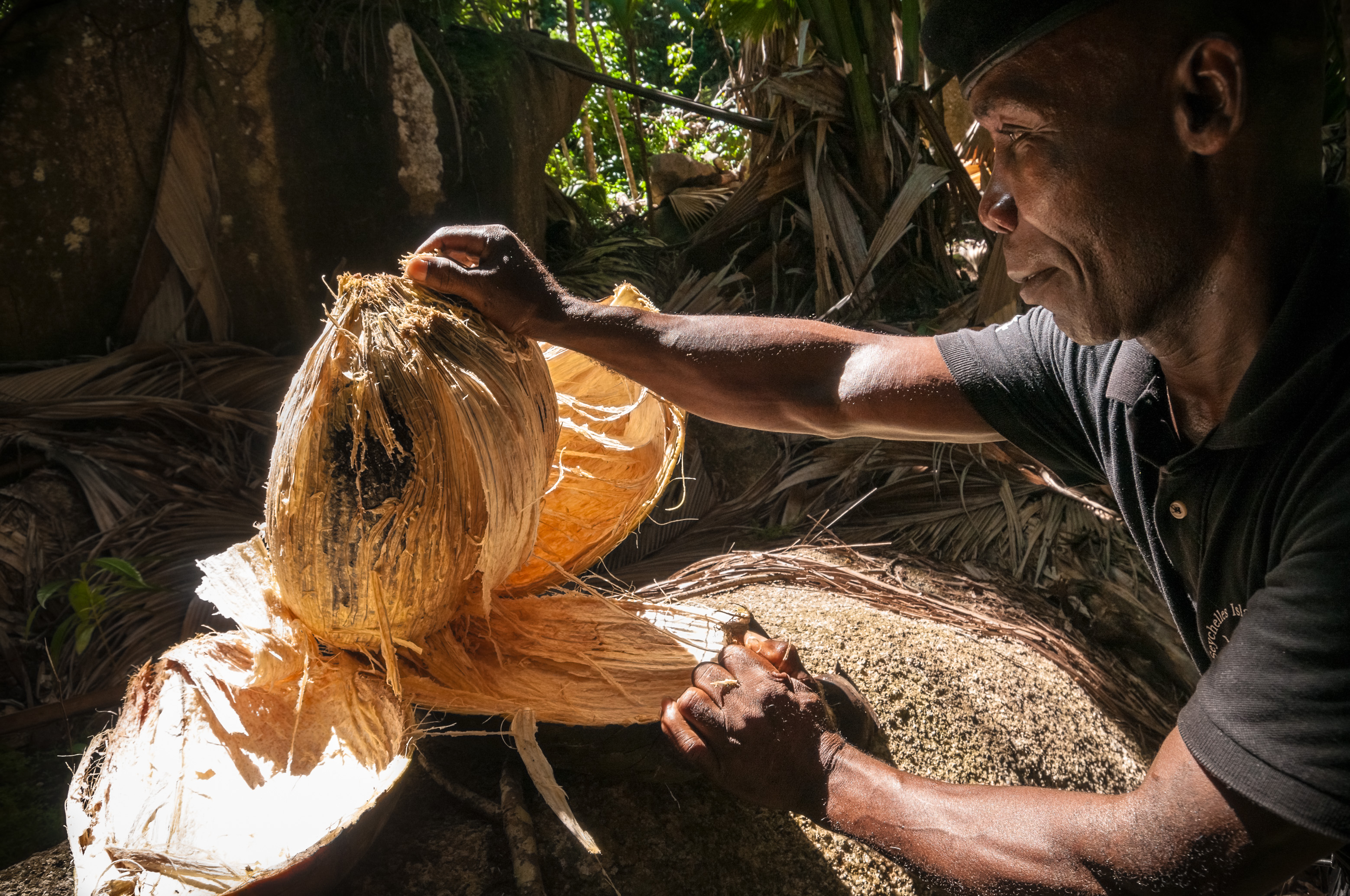 Seychelles, océan Indien, île de Praslin, Parc national de la Vallée de Mai inscrite au patrimoine mondial de l'Humanité par l'Unesco, Andréa RADEGONDE, garde forestier, patrouille tous les jours, plusieurs fois par jour dans le Parc National à la recherche des cocos de mer endémiques (Lodoicea maldivica) tombées à terre, il les cache sous les palmes sèches géantes des cocotiers de mer en attendant que les field workers les ramènent au bureau de la Fondation des Îles Seychelles (SIF) lors de leurs rondes de collecte, chaque lundi matin, Andréa est là pour lutter contre le braconnage et le vol de cocos de mer (recherchées pour leur chair dont 1kg sec peut se vendre 30 dollars sur le marché asiatique, servant ensuite d'ingrédient pour la médecine traditionnelle chinoise), il ouvre ici à la main une noix d'environ 15 kg pour en retirer la fibre protectrice car seule la noix est collectée par les field workers, MR-PR non // Seychelles, Indian Ocean, island of Praslin, Vallée de Mai National Park, Unesco World Heritage, the ranger Andrea RADEGONDE patrols every day, several times a day, in thelooking for endemic coco de mer (Lodoicea maldivica) fallen on the ground, he hides them under a giant coco de mer dry palm until the field workers bring them back to the office of the Seychelles Islands Foundation (SIF) during their collects, every monday morning, Andrea is there to fight against poaching and coco de mer theft (prized for their flesh which 1kg dry can be sold for US$ 30 on the Asian market, then used as an ingredient in traditional Chinese medicine), he opens here a nut of about 15 kg by hand to remove the protective fiber because only the nuts are collected by field workers, MR-PR no