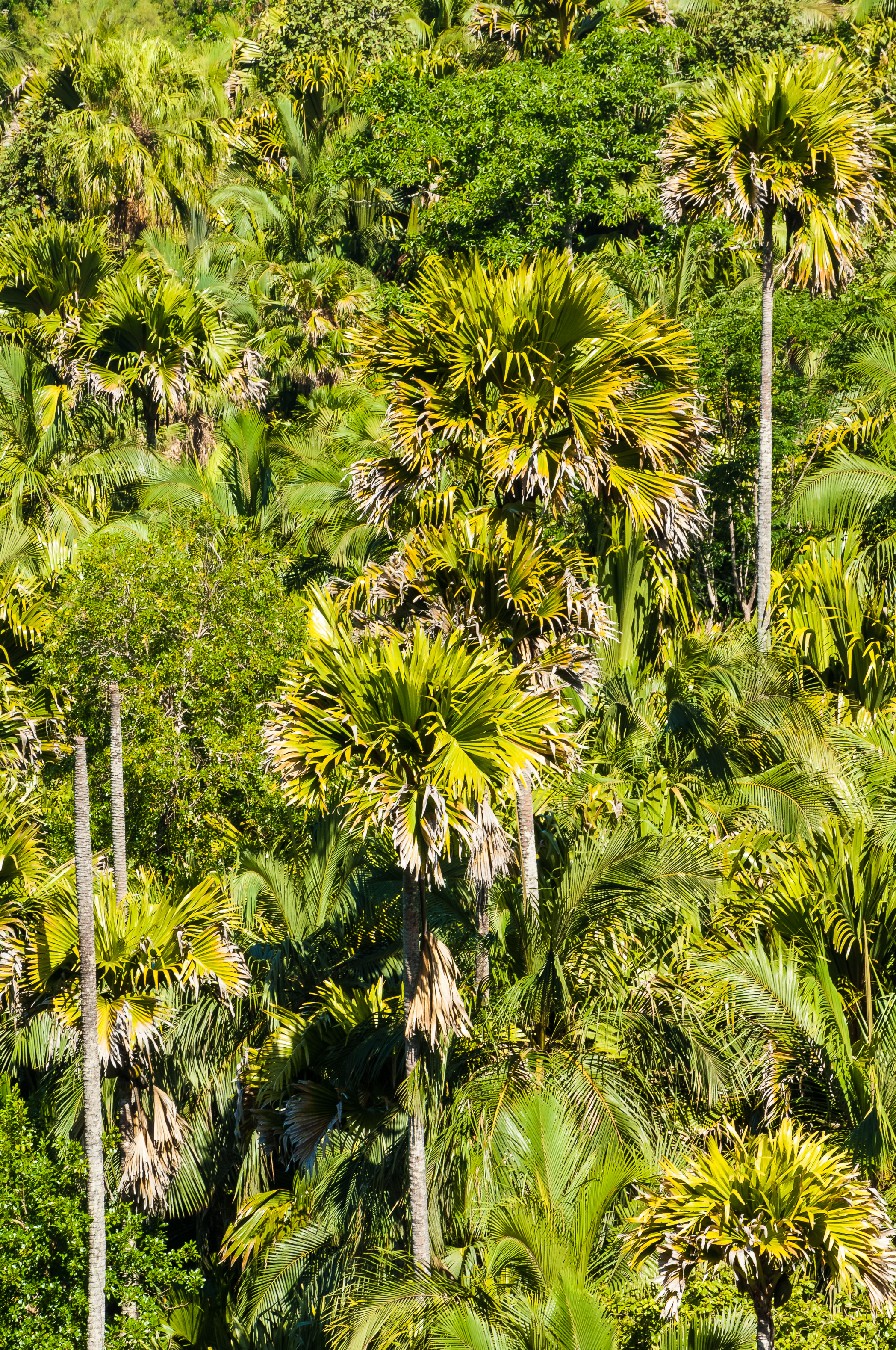 Seychelles, océan Indien, île de Praslin, Parc national de la Vallée de Mai inscrite au patrimoine mondial de l'Humanité par l'Unesco, cocotiers de mer endémiques (Lodoicea maldivica), PR non // Seychelles, Indian Ocean, island of Praslin, Vallée de Mai National Park, Unesco World Heritage area, endemic coco de mer trees (Lodoicea maldivica), PR no