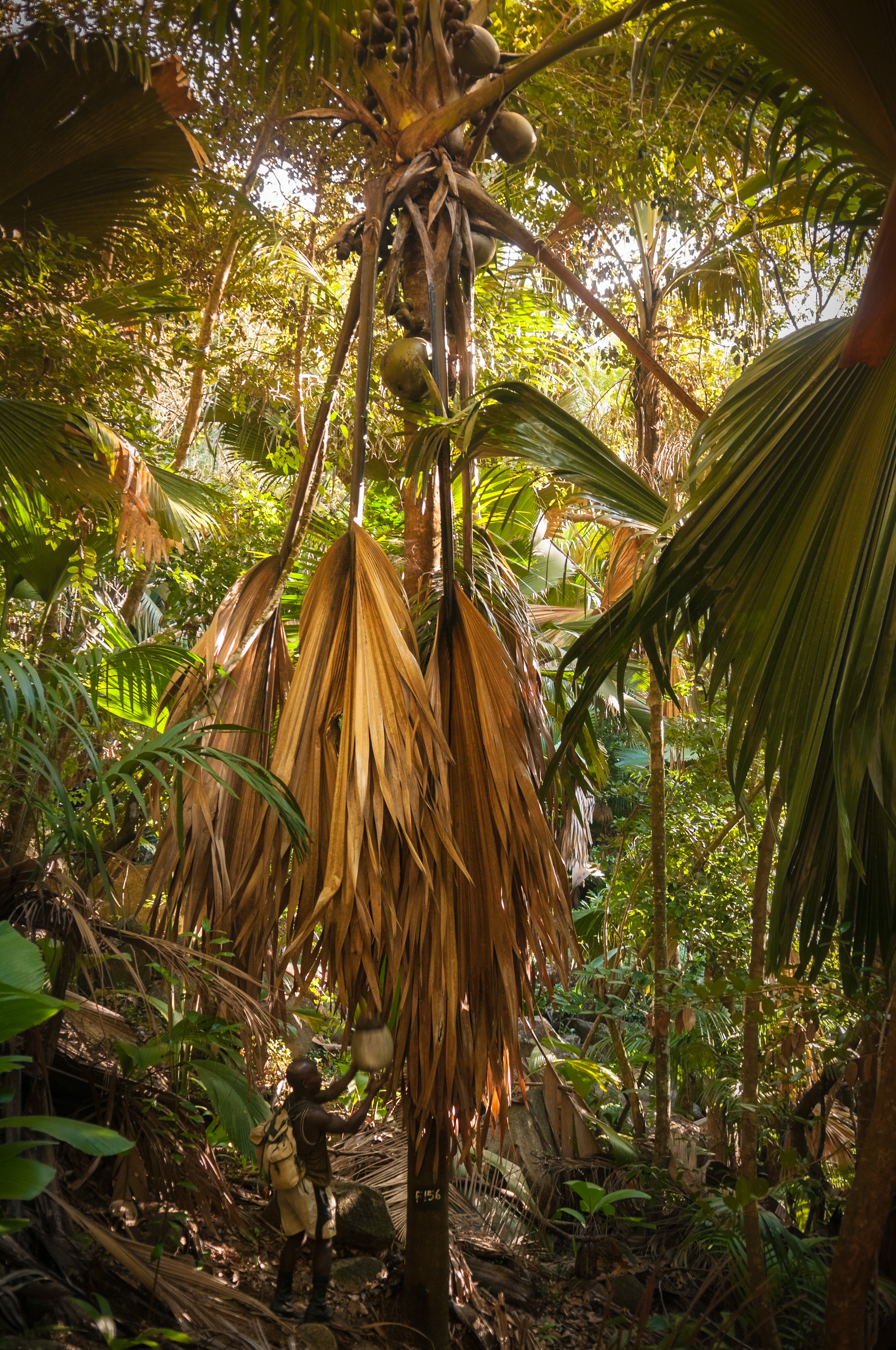 Seychelles, océan Indien, île de Praslin, Parc national de la Vallée de Mai inscrite au patrimoine mondial de l'Humanité par l'Unesco, garde naturaliste au pied d'un cocotier de mer (Lodoicea maldivica), à Font Pepper, avec une coco de mer non ouverte, MR-PR non // Seychelles, Indian Ocean, island of Praslin, Vallée de Mai National Park, Unesco World Heritage area, naturalist guard at the foot of an endemic coco de mer tree (Lodoicea maldivica), ont Pepper, with a coco de mer nut unopened, MR-PR no