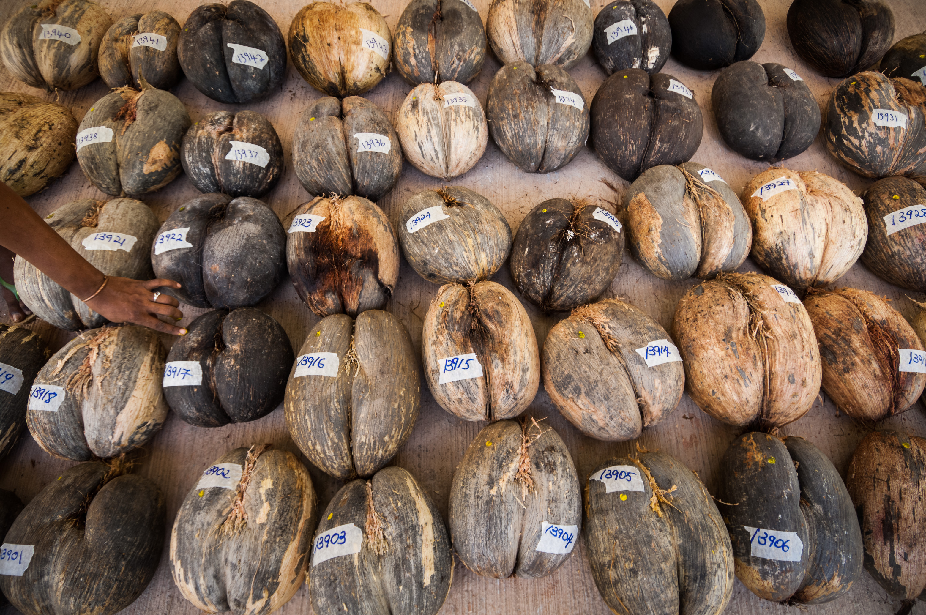 Seychelles, océan Indien, île de Praslin, Parc national de la Vallée de Mai inscrite au patrimoine mondial de l'Humanité par l'Unesco, 50 cocos de mer endémiques (Lodoicea maldivica) ont été collectées entre avril et juin, elles portent le numéro de leur permis d'exploitation officiel (coûtant 350 Sr à la SIF, par noix) délivré par le Ministère de l'Environnement et sont marquées d'un point de peinture jaune pour les identifier comme émanant de la SIF (et non de la PDF, société concurrente), elles seront chargées le soir même sur la goélette qui les rapatriera sur Mahé (3 heures de traversée par mer agitée en cette saison d'hiver austral), elles seront ensuite nettoyées et vidées au village artisanal, puis retournées aux boutiquiers et artisans pour être vendues, PR non // Seychelles, Indian Ocean, island of Praslin, Vallée de Mai National Park, Unesco World Heritage area, 50 cocos endemic sea (Lodoicea maldivica) were collected between April and June, they have the number of their official license (costing 350 Sr FIS, by nuts) issued by the Ministry of Environment and are marked with a point of yellow paint to identify them as coming from FIS (not PDF, competitor company), they will be charged the same evening on the schooner to Mahé island (3 hours crossing in rough sea by this austral winter season), they will then be cleaned and emptied at the craft village, then returned to the shopkeepers and craftsmen to be sold, PR no