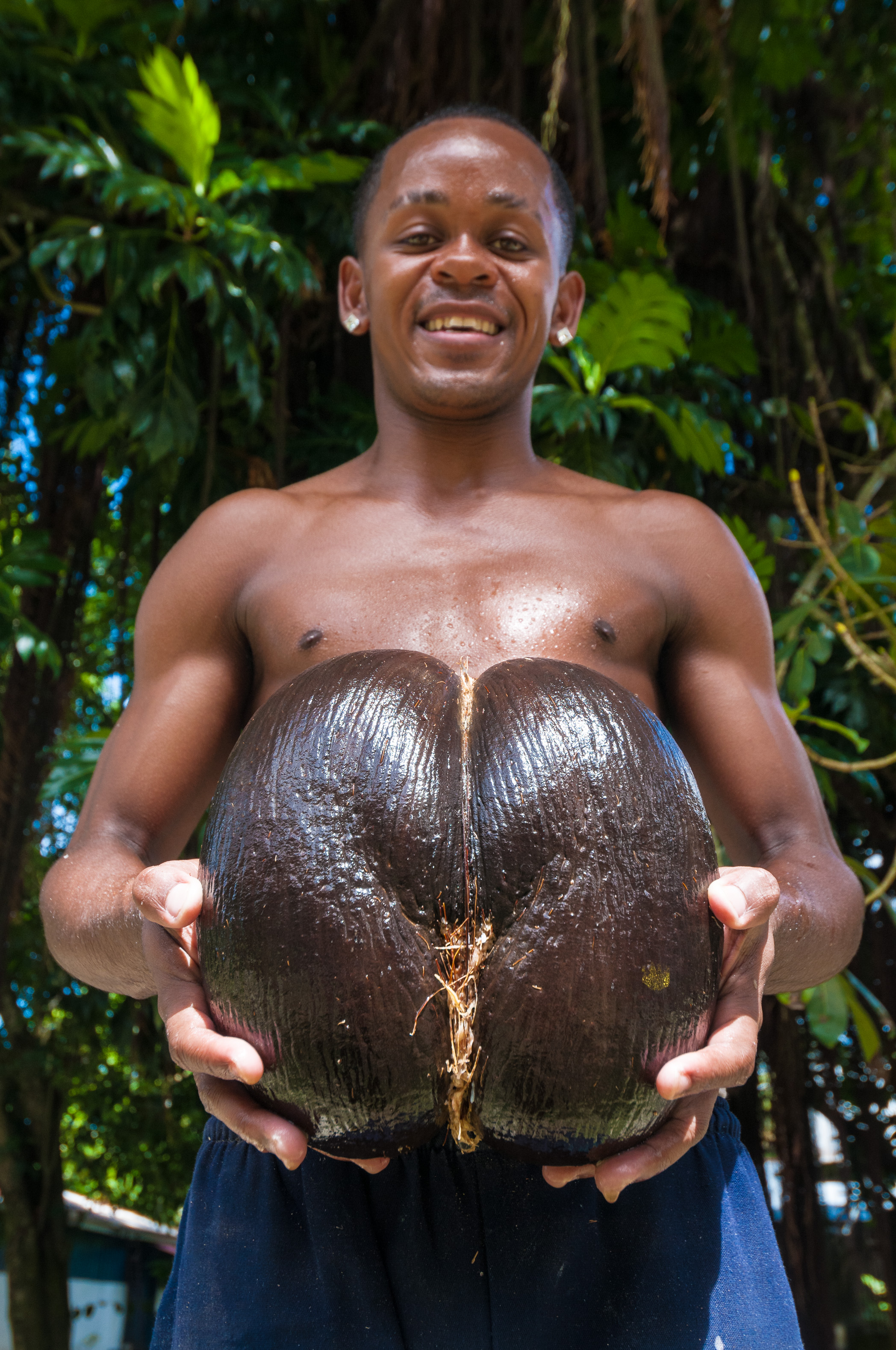 Seychelles, océan Indien, île de Mahé, Le Cap, village artisanal, Sarah RODDY présente une Coco de mer (Lodoicea maldivica) endémique évidée et recollée, prête à être vendue, MR non // Seychelles, Indian Ocean, Mahe Island, Le Cap, craft village, Sarah RODDY presents a Coco de mer nut (Lodoicea maldivica) endemic hollowed out and glued, ready to be sold, MR no
