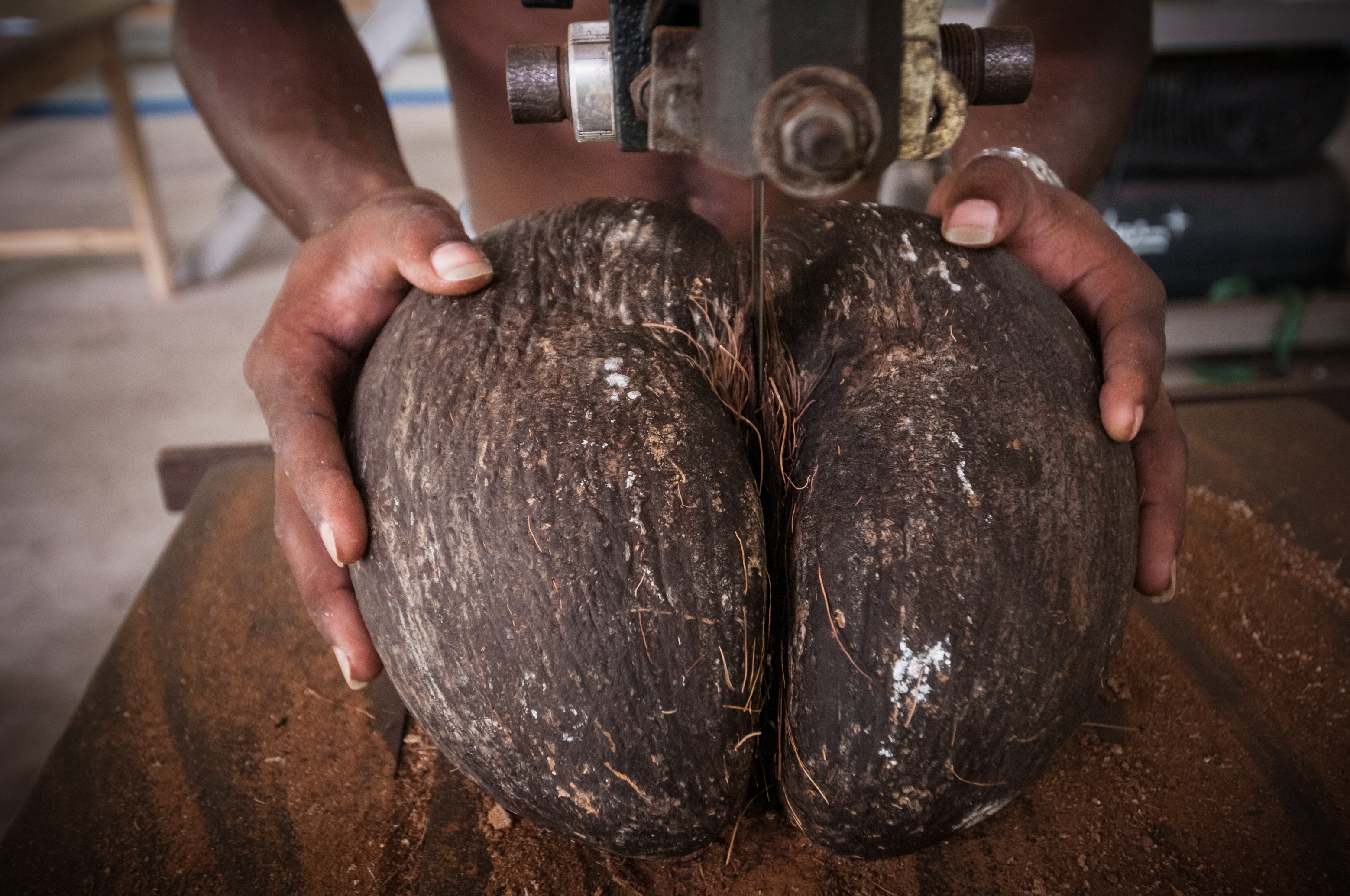 Seychelles, océan Indien, île de Mahé, Le Cap, village artisanal, Sarah RODDY scie en deux une Coco de mer (Lodoicea maldivica) endémique pleine, avant qu'elle soit évidée pour sa conservation, MR-PR non // Seychelles, Indian Ocean, Mahe Island, Le Cap, craft village, Sarah RODDY saws in two pieces an endemic full Coco de mer nut (Lodoicea maldivica), before it hollowed out for its conservation, MR-PR no