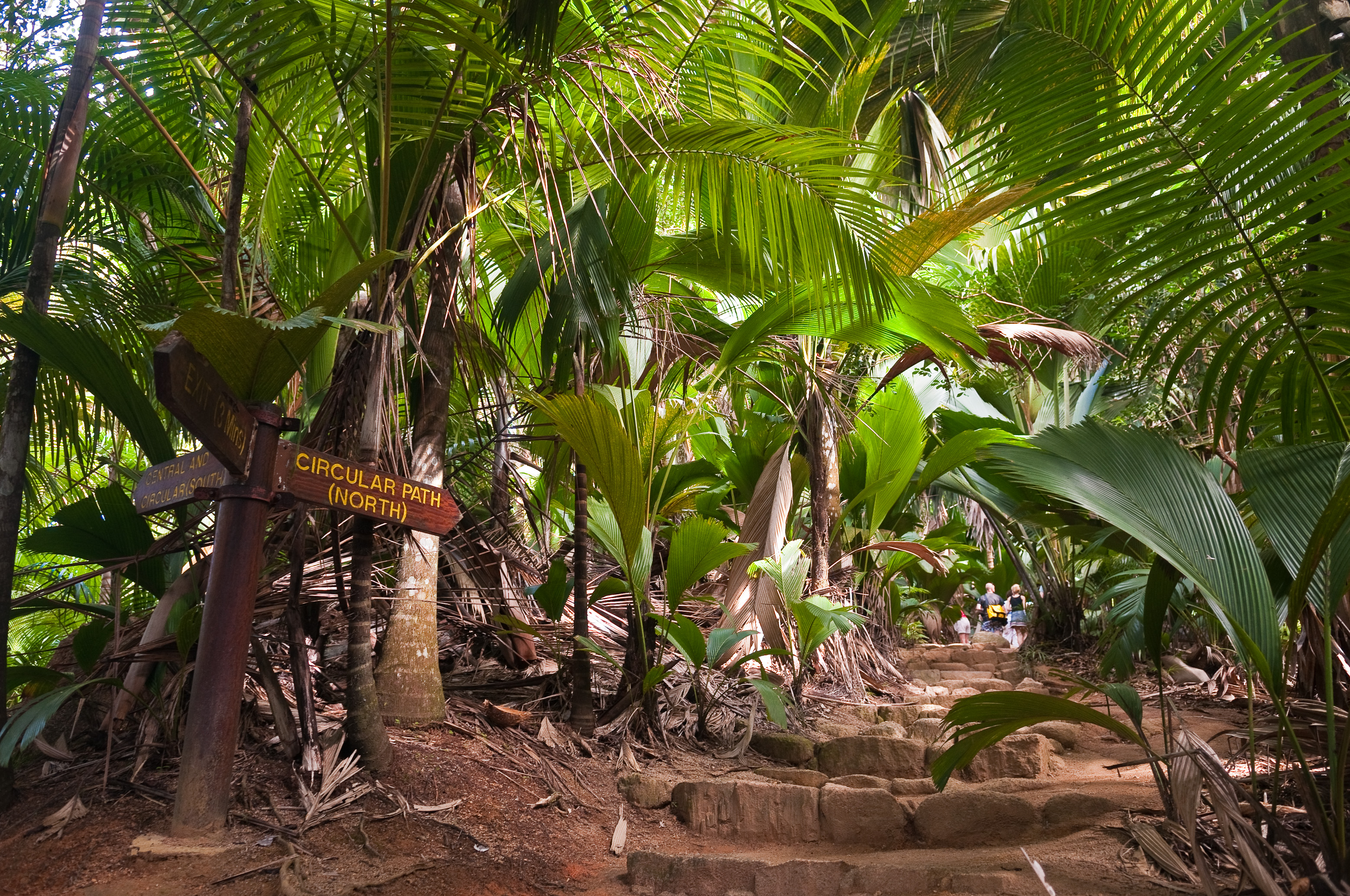 Seychelles, océan Indien, île de Praslin, Vallée de Mai inscrite au patrimoine mondial de l'Humanité par l'Unesco, PR non // Seychelles, Indian Ocean, island of Praslin, Vallée de Mai National Park, Unesco World Heritage area, PR no