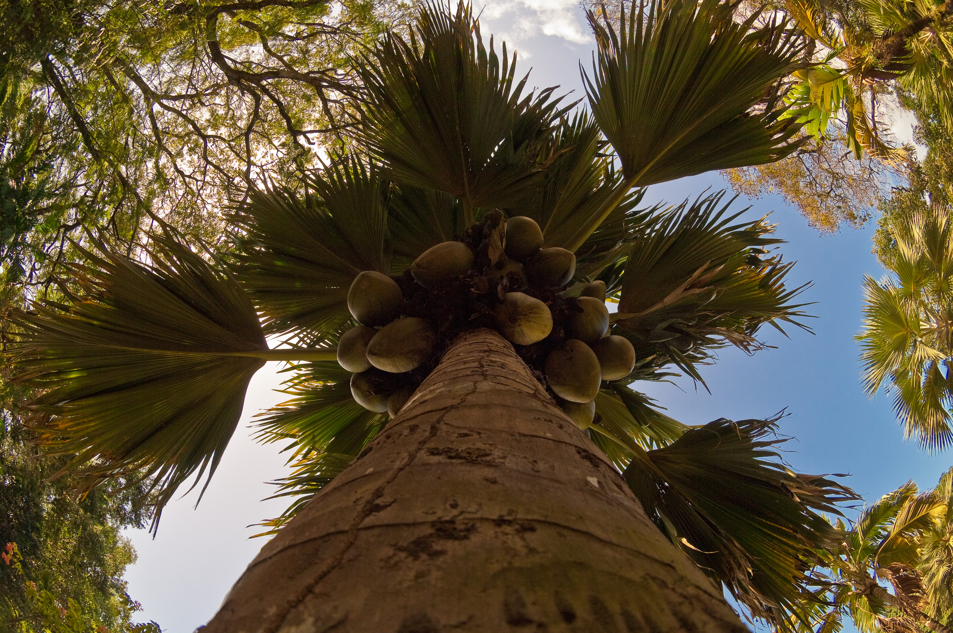 Seychelles, océan Indien, île de Mahé, Victoria, Mont Fleuri, jardin botanique, cocotier de mer femelle (Lodoicea maldivica) endémique //