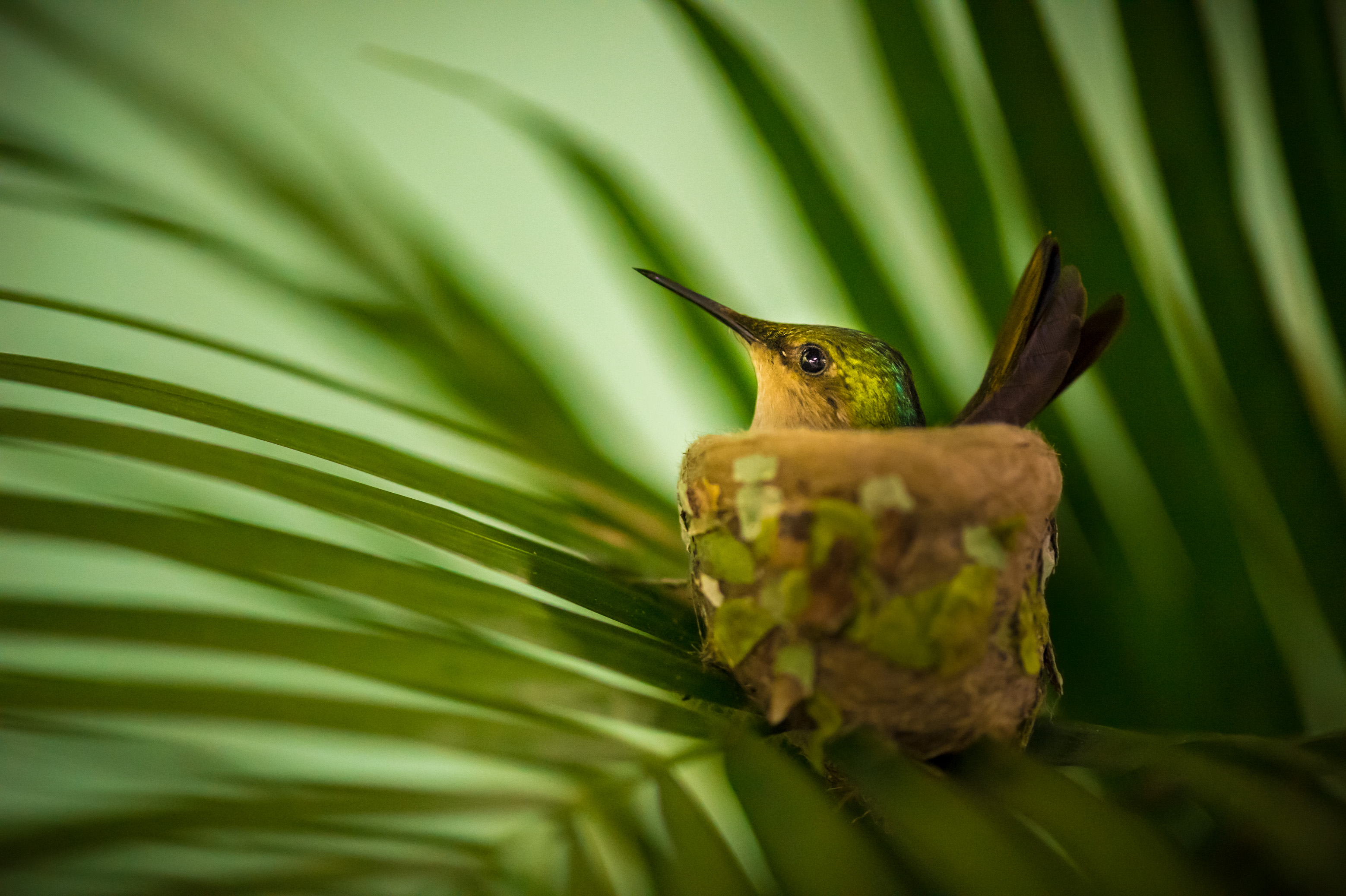 France, Caraïbes, Petites Antilles, Guadeloupe, Basse-Terre, Petit-Bourg, gros plan d'une femelle Colibri falle-vert (Eulampis holosericeus) couvant son nid // France, Caribbean, Lesser Antilles, Guadeloupe, Basse-Terre, Petit-Bourg, close-up of a female humming-bird (Eulampis holosericeus) nesting