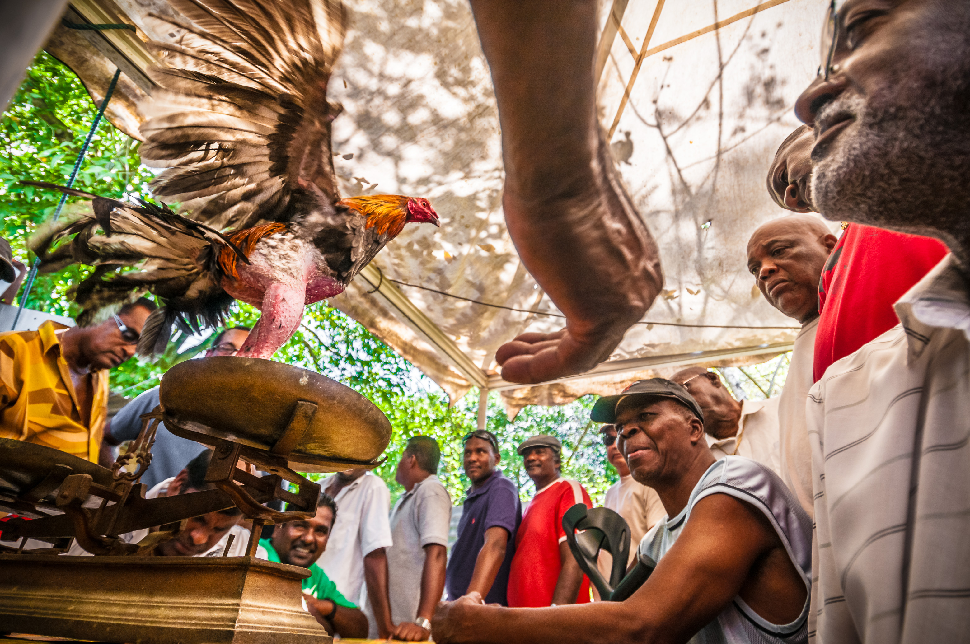 France, Caraïbes, Petites Antilles, Guadeloupe, Grande-Terre, Morne-à-l'Eau, pitt à coqs René BELAIR, moment crucial de la présentation au jury et de la pesée pour l'organisation des combats // France, Caribbean, Lesser Antilles, Guadeloupe, Grande-Terre, Morne-à-l'Eau, arena for cock fights René BELAIR, crucial moment of the presentation to the jury and weigh-in for the fighting