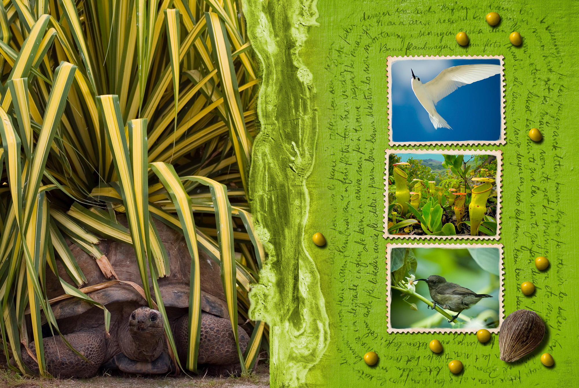 Projet graphique d'exploration de la créolité contemporaine suite à ma résidence professionnelle de 2 ans aux Seychelles.