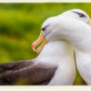 Albatros (Malouines)