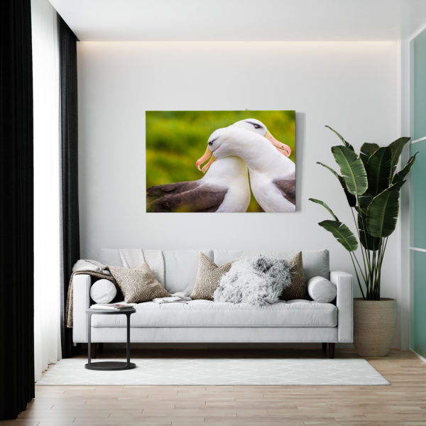 Albatros (Malouines)