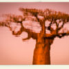 Miroir baobab (Madagascar)