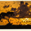 L'envol des sternes (Bird Island, Seychelles)