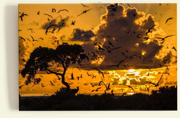 L'envol des sternes (Bird Island, Seychelles)