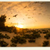 Bird Island (Seychelles)