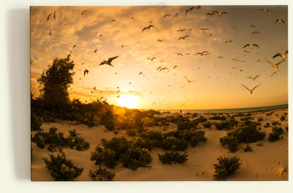 Bird Island (Seychelles)