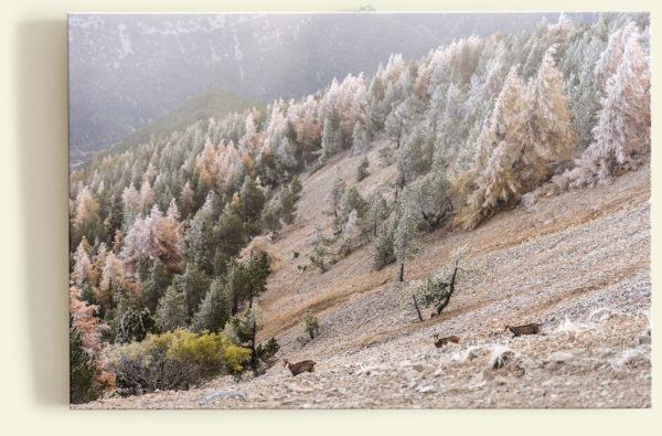 Mont Ventoux (France)