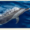 Dauphin tacheté pan tropical (Guadeloupe)