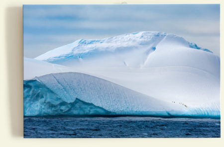 Manchots papous sur un iceberg (Antarctique)