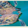Tortue imbriquée (Guadeloupe)