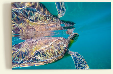 Tortue imbriquée (Guadeloupe)