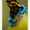 Dendrobate