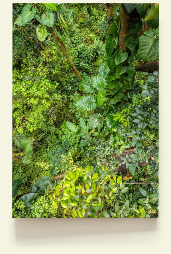 Forêt tropicale (Guadeloupe)