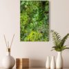 Forêt tropicale (Guadeloupe)