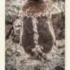 Mue du Manchot papou (Antarctique)