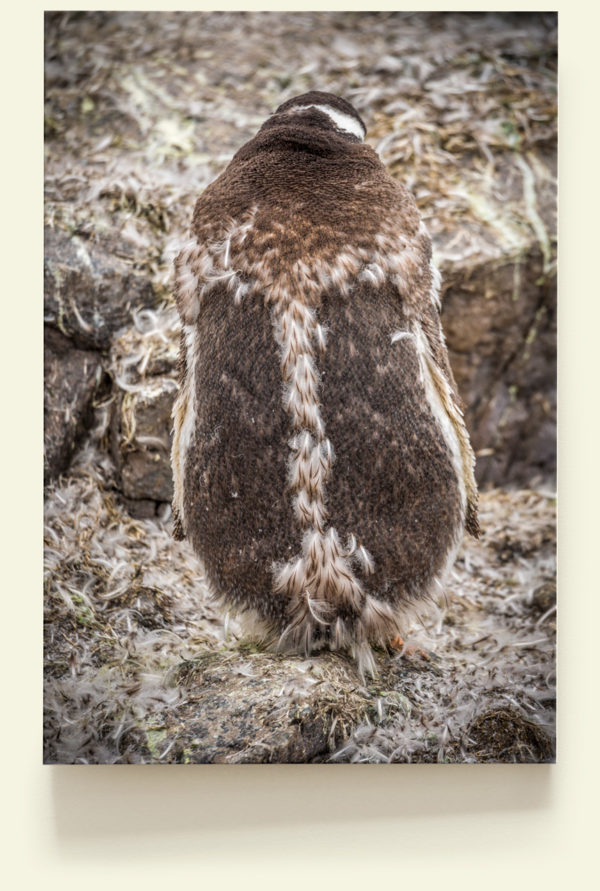 Mue du Manchot papou (Antarctique)