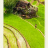 Rizières (Vietnam)