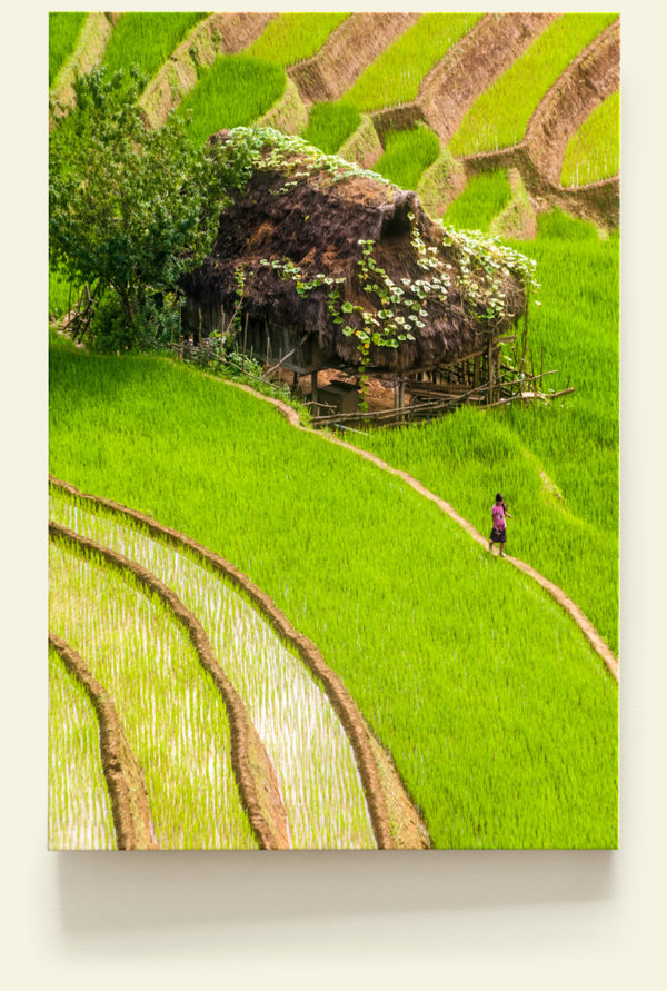 Rizières (Vietnam)