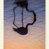 Renversant flamant (Camargue, France)